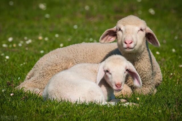 杜泊绵羊养殖业近年很火，经济效益如何？试验已经证明