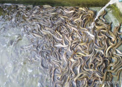从零教你无土养泥鳅：无土养的产量是泥中养殖的4倍，易捕捞