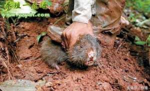 野生老鼠养殖技术(野生竹鼠的捕捉与驯养方法，野生竹鼠训化养殖保护野生竹鼠)