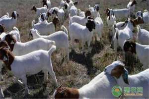 2016养殖羊的利润(养肉羊能有多少利润？养羊最担心什么？)
