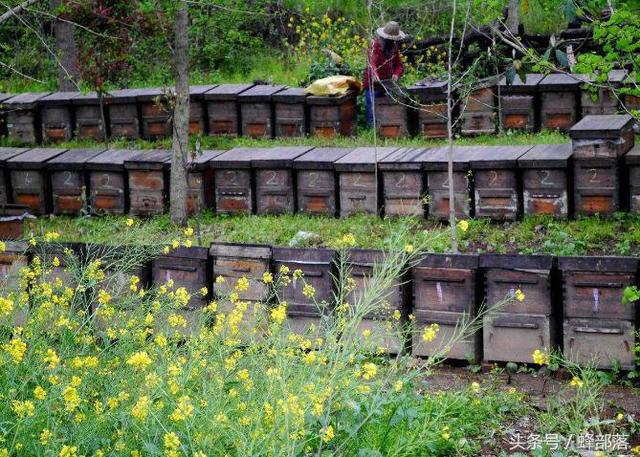 新手养蜂，想要赚钱饲养多少蜂群最好？老蜂农给你分析