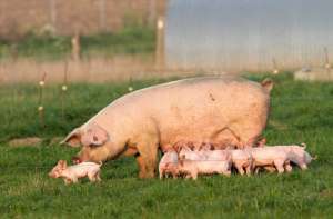 母猪养殖流程(母猪配种操作流程，母猪人工授精的技术要点，养殖户快来学习)
