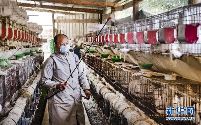 陕西洋县：肉兔养殖助力脱贫致富