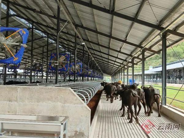 云南南涧：千头奶水牛生态牧场首批奶牛进场投运