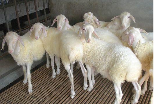 湖羊生产的饲养条件和饲养管理要点！