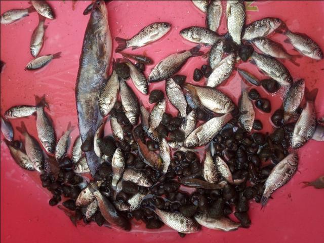 辟谣：小龙虾什么都吃？从养殖角度来讲，黄豆和鱼肉螺蛳肉最好