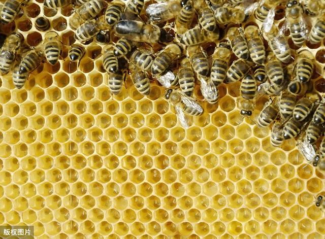 胡蜂人工养殖技术，以下问题养殖户，一定要小心注意！建议收藏