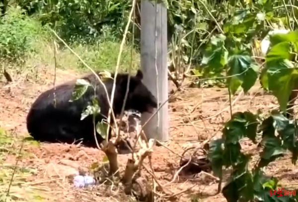 200多斤黑熊闯入四川乐至村庄，官方：非周边非法养殖户所养，已没收2只并罚款三千