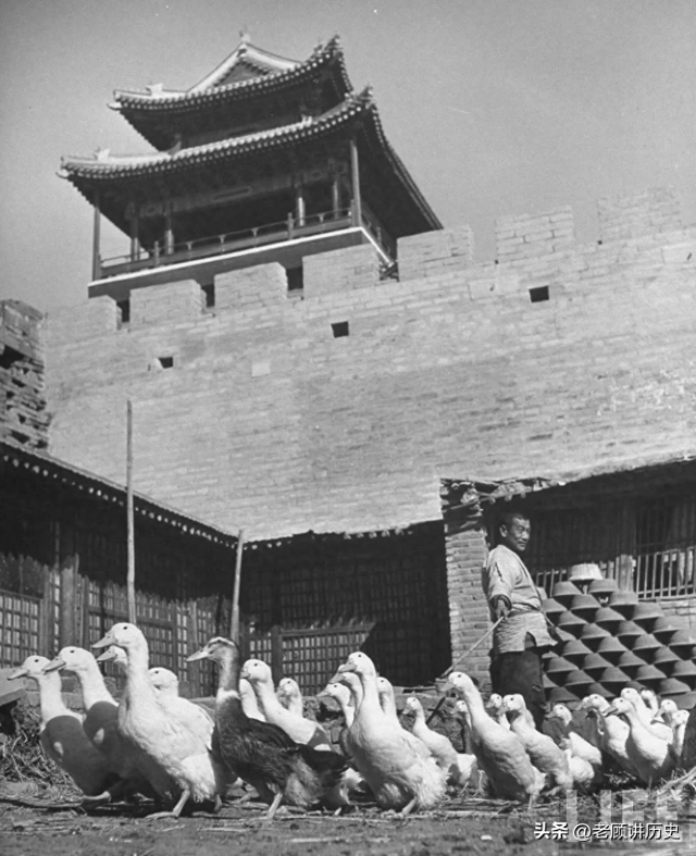 70年前，永定门外养殖北京填鸭的一家人