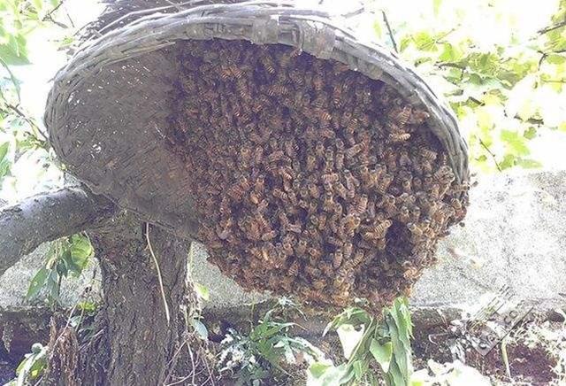 蜜蜂养殖技术 招蜜蜂技术汇总