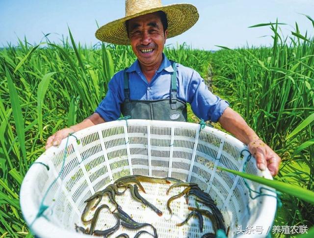 2018年泥鳅养殖的四个问题和五个对策，生态养殖是趋势