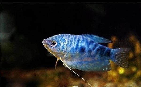 蓝曼龙鱼怎么养 蓝曼龙鱼的养殖方法与技巧