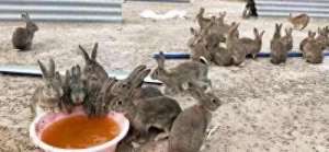 野兔养殖可行性报告(仅投入30元，年赚50万只需养1只，繁殖50只，盈利不可思议)