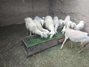 波尔山羊养殖能发财吗(养20只母羊自繁自育，第几年可以实现年入10万？知道的人并不多)