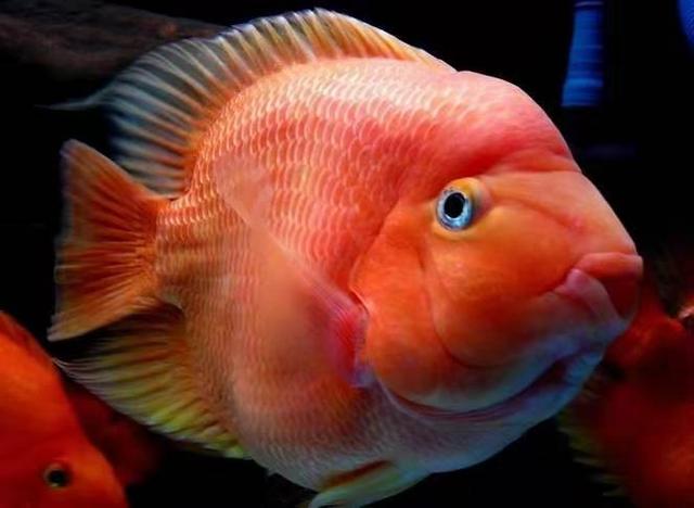 用以下方法饲养鹦鹉鱼，就不信它们不红，体色一定会达到最佳