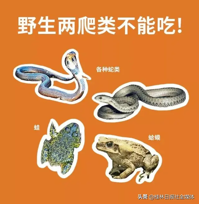 野味禁令下，桂林人工养殖的竹鼠、野猪、甲鱼还能吃吗？