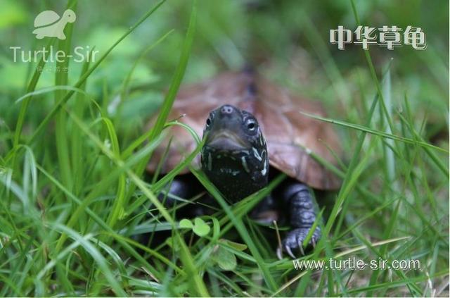 中华草龟饲养简单，有一定的药用价值「龟谷鳖老」