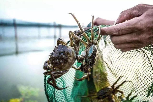 利用河滩养殖河蟹，合理改造河滩避免污染，勤换水保证水质