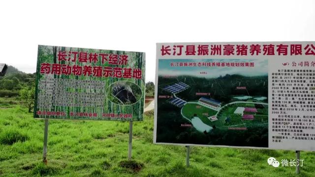 长汀县河田镇：生态养殖 打造全省最大豪猪基地