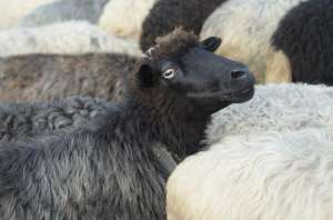 南方绵羊养殖(这3个绵羊品种，适合南方地区饲养，很多南方人却没听说过)