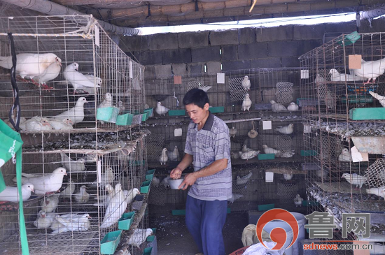 临沂市临沭县郑山街道农民养殖肉鸽年赚五万