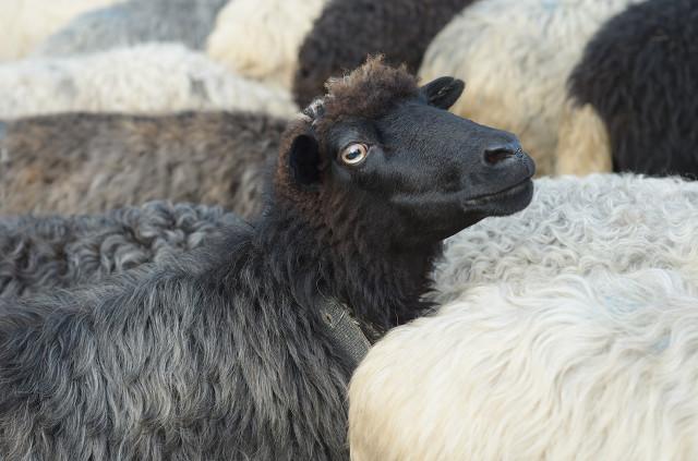 这3个绵羊品种，适合南方地区饲养，很多南方人却没听说过