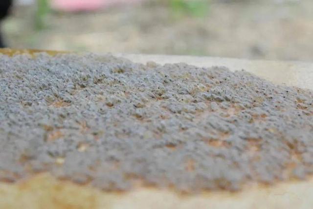 沙塘鳢高效的池塘养殖技术与科学的人工繁殖技术