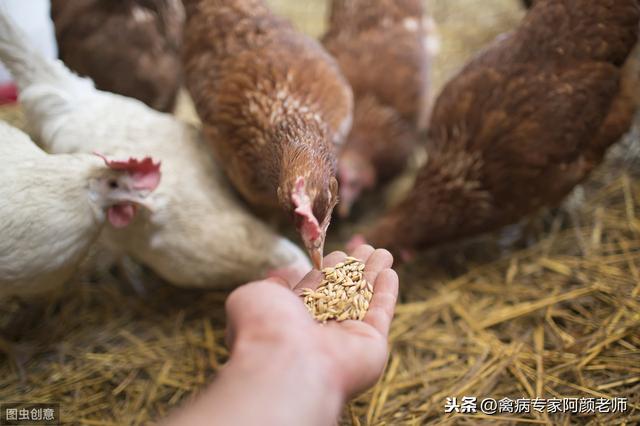 养鸡场里面的低成本绿色养殖？简单易学的养蛆方法