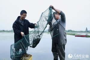 北京澳洲龙虾养殖(澳洲龙虾养殖：小麦+澳龙 现金流如龙卷风)