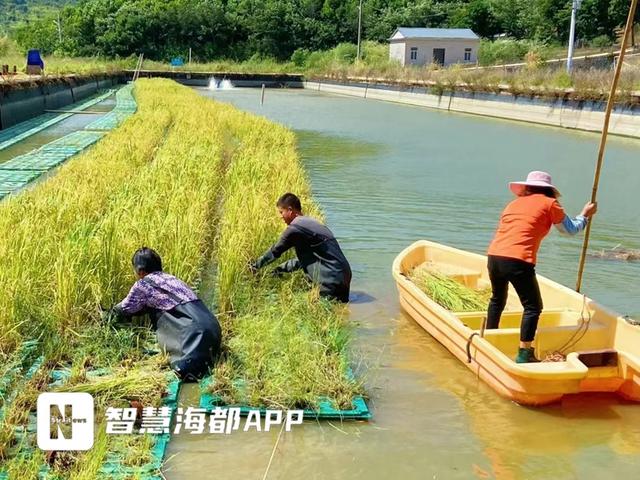 创新种植“漂浮水稻”、“音乐水稻”！泉州这里喜迎丰收