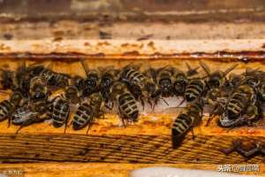 养殖用糖(蜜蜂养殖，为什么一定要给蜜蜂喂白糖，没有可以取代的方法吗？)