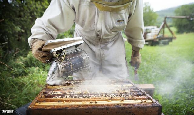 胡蜂人工养殖技术，以下问题养殖户，一定要小心注意！建议收藏