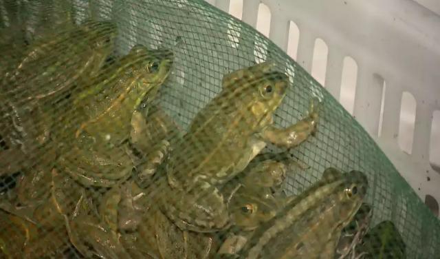 阜阳警方凌晨出动，解救8000只青蛙、7000只蟾蜍
