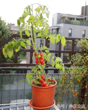 樱桃树的养殖方法(盆栽种植番茄的13个技巧，能让你的番茄不断结果)