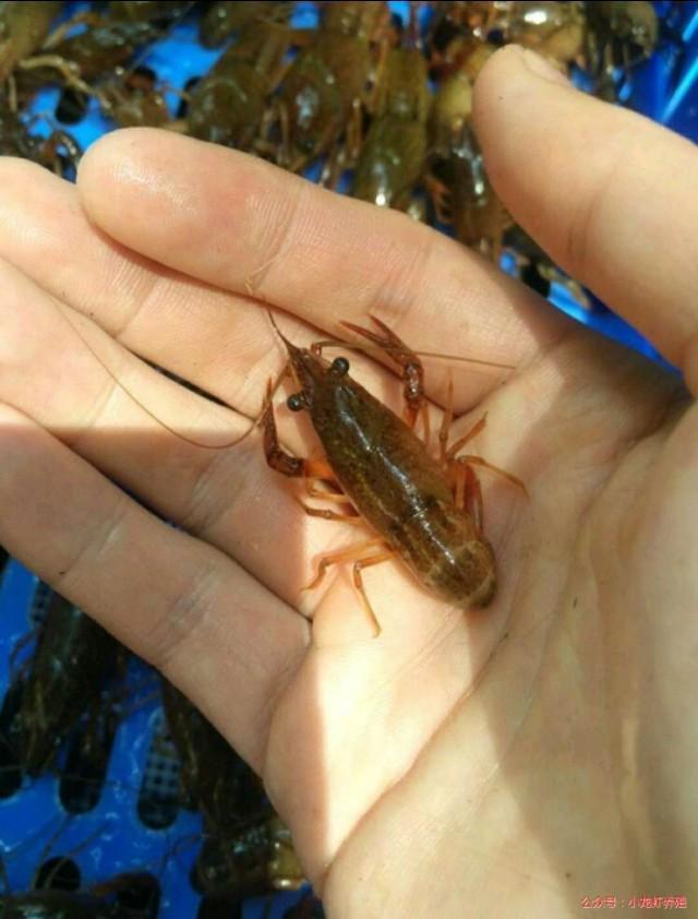 辟谣：小龙虾什么都吃？从养殖角度来讲，黄豆和鱼肉螺蛳肉最好