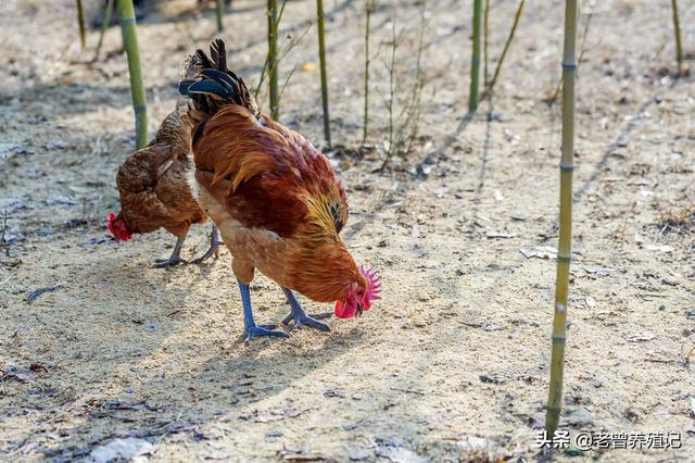 广西三黄鸡品种来源和特性与养殖的要点