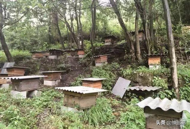 种植枇杷，在枇杷林中养蜂，如何实现利益最大化，答案来了