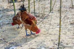 广西三黄鸡养殖技术(广西三黄鸡品种来源和特性与养殖的要点)