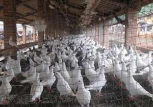 落地王鸽养殖技术(挑选优良种鸽是养殖肉鸽成败的关键点)