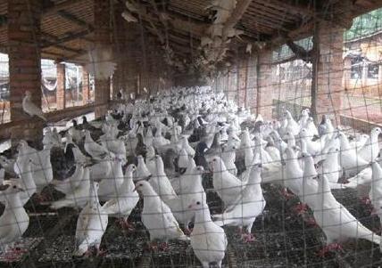 挑选优良种鸽是养殖肉鸽成败的关键点