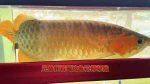 红龙鱼养殖视频大全(80cm的红龙，你见过吗#养鱼日记)