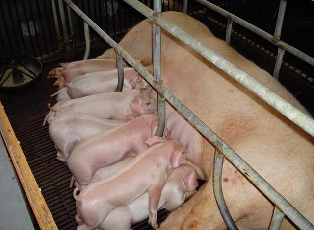 母猪养猪产业也能实现可持续发展？掌握这几点，想发展好不是问题