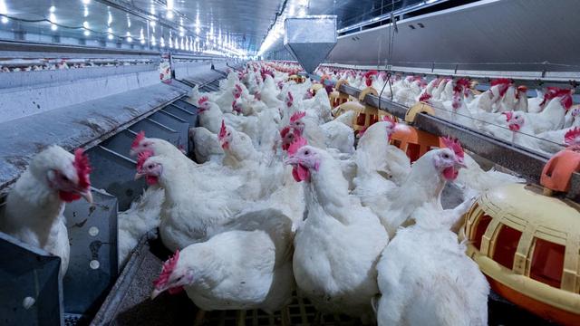肉鸡养殖户实用技术——肉鸡饲养管理技术要点