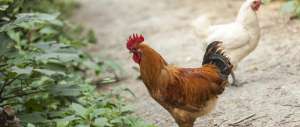 农村养殖肉鸡(农村肉鸡怎样散养？除了饲料管理还要注意哪些细节呢？)