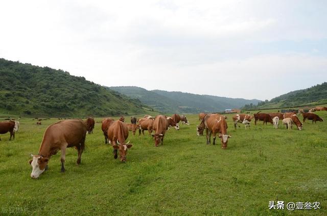 牛的养殖技术及饲养方法