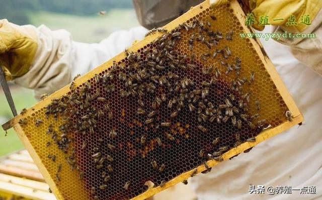 蜜蜂养殖有方法，四项注意要牢记，科学管理见效益
