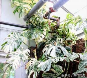 龟背竹的养殖支架图片(家里的龟背竹盆栽适当制作一个支架，长得比绿萝柱好看多了)