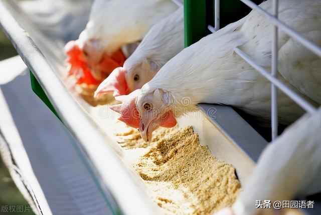 肉鸡养殖的黄金法则：年收益翻倍的经营智慧