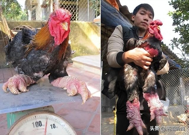 世界上最珍贵的6种鸡，中国名鸡仅排末尾，榜首1只鸡就能换套豪宅