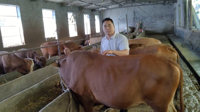 养好牛是我的目的，中视频计划是我的第二份收入#农村创业养殖